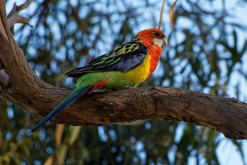 Eastern rosella - Platycercus eximius  is a rosella native to southeast of the Australian continent and to Tasmania, introduced to New Zealand