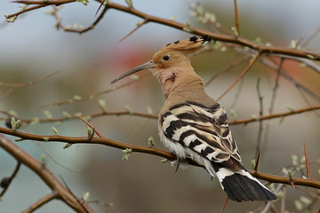 bird on a branch