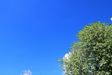 background with blooming bird cherry and blue sky