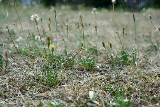 Lack of rainfall and climate change lead to dryness and drought at high temperatures 