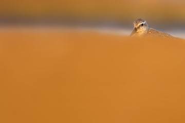 Water bird and habitat. Natural Background. Bird: Red Knot. Calidris canutus. 