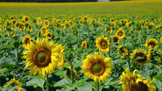 Field with beautiful blooming sunflowers. Russia