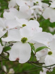 Large white flowers of Flowering Dogwood, tree native to eastern North America and northern Mexico, latin name Cornus Florida