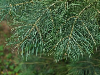 Spring branch tip of coniferous evergreen tree White Fir, latin name Abies Concolor