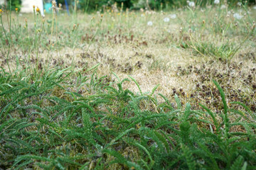 Lack of rainfall and climate change lead to dryness and drought at high temperatures 