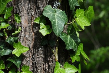 Old and new spring leavaes of Common Ivy climbing plant, latin name Hedera Helix, on trunk of deciduous tree