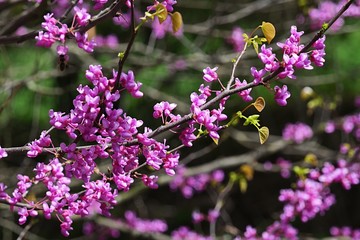 Eastern Redbud, latin name Cercis Canadensis, magenta pink flowers during spring season in early...
