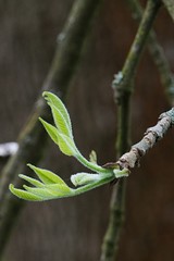 Young green developing spring leaves of Green Ash tree, also known as Red Ash, latin name Fraxinus Pennsylvanica
