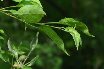 Young spring developing leaves of Japanese Flowering Crabapple, also known as Japanese Crab or Purple Chokeberry, latin name Malus Floribunda