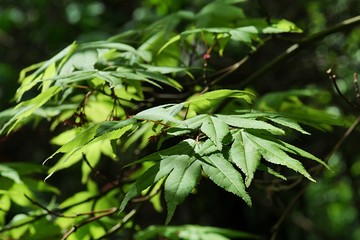 Spring green leaves of Red Emperor Maple tree, also known as Palmate Maple or Japanese Maple, latin name Acer Palmatum, sunsbathing in afternoon sunshine