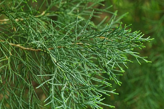 Spring branch tip of Red Cedar tree, also called Eastern Redcedar, Virginian Juniper or Pencil Cedar, latin name Juniperus Virginiana