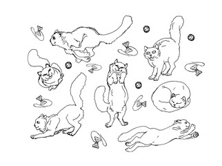 doodle, set, isolated images of playing and sleeping fluffy white domestic cats on white background and lettering, packaging	