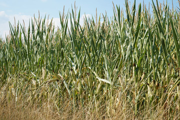 Obraz premium Lack of rainfall and climate change lead to dryness and drought at high temperatures 