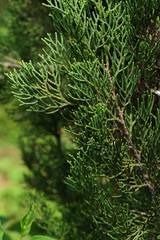 Spring branch detail of Mediterranean Cypress tree, also called Italian Cypress, latin name Cupressus Sempervirens, during spring season