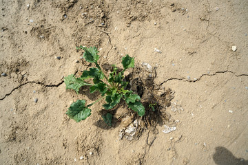 Lack of rainfall and climate change lead to dryness and drought at high temperatures 