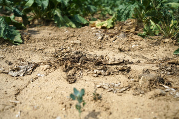 Lack of rainfall and climate change lead to dryness and drought at high temperatures 