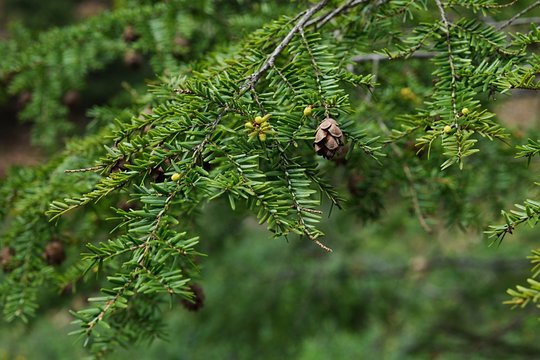 Spring branch with cone and flowers of coniferous Eastern Hemlock tree, also called Canadian Hemlock, latin name Tsuga Canadensis, native to eastern north America