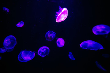 Moon jellyfish translucent colordark background