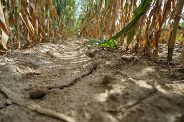 Lack of rainfall and climate change lead to dryness and drought at high temperatures 
