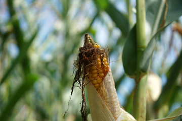 Lack of rainfall and climate change lead to dryness and drought at high temperatures 