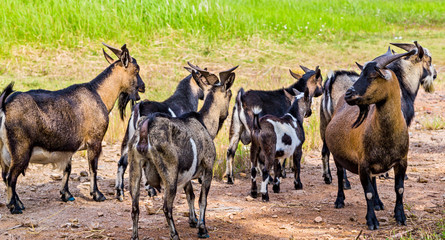 Naklejka na ściany i meble Family of domestic goats in a pasture