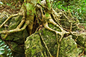 tree roots green forest jungle mountains