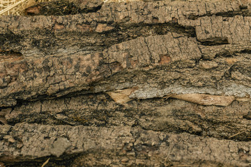 Texture wood scratches and cracks, background