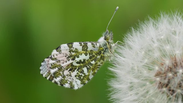 Orange tip butterfly,  Anthocharis cardamines, on a dandelion head