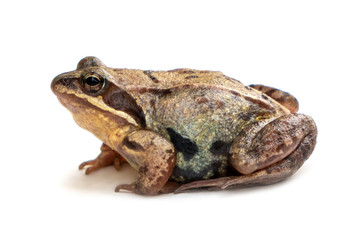 animal frog on white background close up