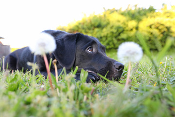Labrador in der Natur