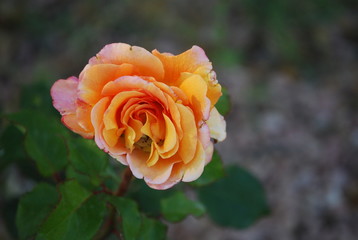 Orange Rose Flower, Floral Portrait