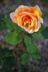 Orange Rose Flower, Floral Portrait