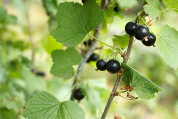 Branch of ripe black currant in a garden