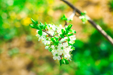  Blooming blossoms, pink and white flowers
