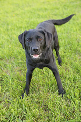 Labrador in der Natur