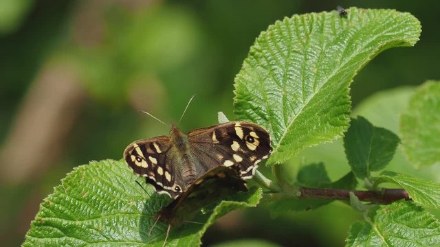 Mating Speckled Wood Butterflies ( Pararge aegeria ) on a leaf
