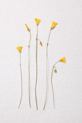 Dried pressed yellow flowers arrangement