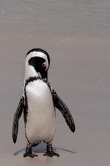 Fototapeta premium Penguin in Southafrica