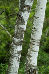 closeup of white birch trunk  in the forest
