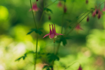 Columbine flowers in the Spring