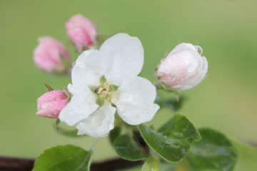 Blooming apple tree branch with water drops after rain