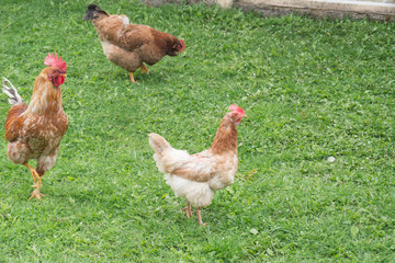 Naklejka na ściany i meble Rustic chicken on green grass