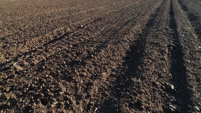 Drone clip of furrows row pattern in a plowed field prepared for planting crops in spring.