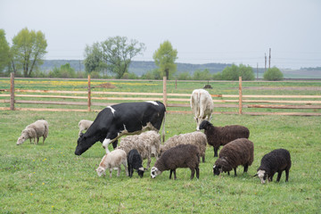 Fototapeta premium sheep and cows