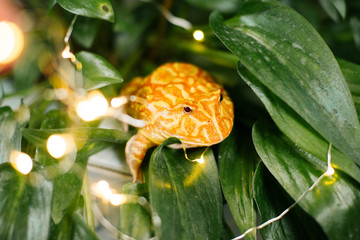 Cute baby Amazonian Horned Frog in the nature ,Fat Yellow horned frog,A pac man frog