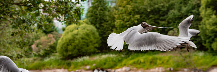 Funny seagulls are flying