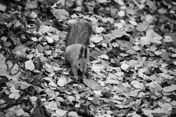 Monochrome photo with a wild squirrel