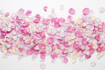 Pink rose flowers petals on white background. Flat lay, top view, copy space.