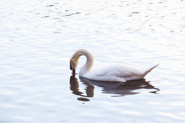 White swan in water