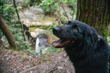 Dog Slaughter Falls Hike in Daniel Boone National Forest in Southern Kentucky
